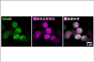 ［プレスリリース］血液の分解産物ビリルビンが植物で作られることを発見 ~植物の効率的な光合成に寄与している可能性~