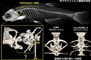 [プレスリリース]魚に首の骨（頸椎）はあるのか？－脊椎動物の共有形質「背骨」の進化を探る－