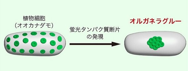 図２.通常の葉緑体分布（左）とオルガネラグルーによって接着した葉緑体の分布（右）